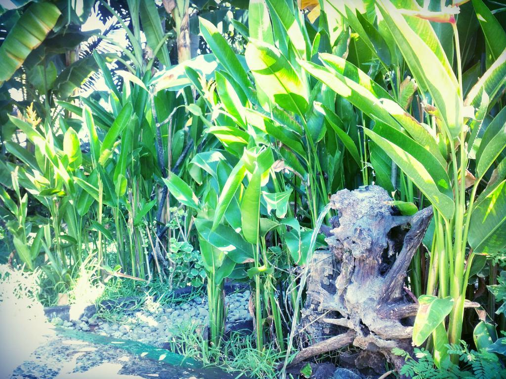 Pemuteran Jassri Homestay מראה חיצוני תמונה